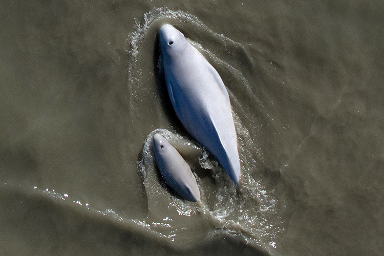 Cook Inlet beluga mother and calf in turbid waters. Credit: NOAA Fisheries/Paul Wade